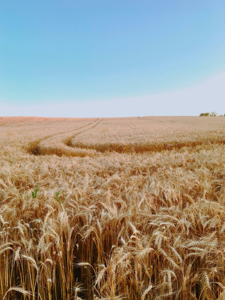 Field of wheat
