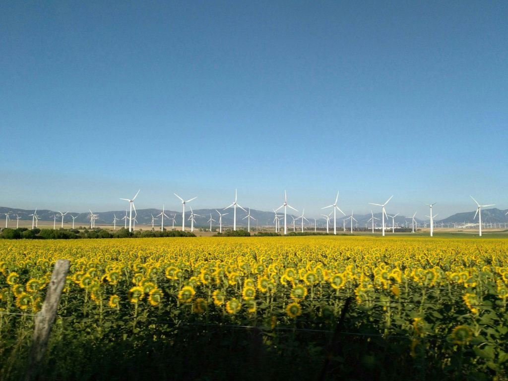 Field of wind turbines